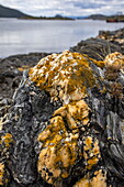 Detail von Flechten auf Felsen in der Bucht von Lapaitia, Tierra del Fuego Nationalpark, bei Ushuaia, Feuerland, Patagonien, Argentinien, Südamerika