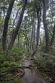  Senda Pampa Alta hiking trail through old-growth forest in Tierra del Fuego National Park, near Ushuaia, Tierra del Fuego, Patagonia, Argentina, South America 