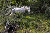  Wild horse along the Senda Pampa Alta hiking trail through ancient forest in Tierra del Fuego National Park, near Ushuaia, Tierra del Fuego, Patagonia, Argentina, South America 