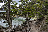  Hiking trail through ancient forest near Ensenada Zaratiegui on Bahia Lapataia in Tierra del Fuego National Park, near Ushuaia, Tierra del Fuego, Patagonia, Argentina, South America 