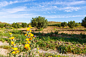 Agrarlandschaft mit Olivenbäumen und Höhenzug mit Felsen bei Sidi Jadidi, Tunesien