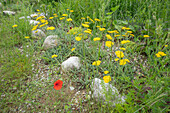 Schafgarbe (Achillea cypeolata 'Moonshine')