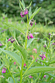 Beinwell (Symphytum)