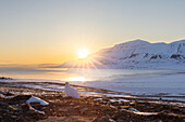  Rock ptarmigan, Lagopus mutus, Lagopus muta, hen in the midnight sun, Svalbard, Norway 