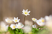  Wood anemone, Anemone nemorosa, blooming, Schleswig-Holstein, Germany 