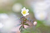  Wood anemone, Anemone nemorosa, blooming, Schleswig-Holstein, Germany 