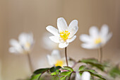  Wood anemone, Anemone nemorosa, blooming, Schleswig-Holstein, Germany 