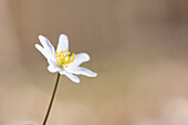  Wood anemone, Anemone nemorosa, blooming, Schleswig-Holstein, Germany 