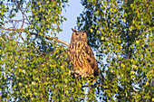  European eagle owl, Bubo bubo, adult sitting on a branch, Schleswig-Holstein, Germany 