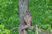  European eagle owl, Bubo bubo, adult sitting on a branch, Schleswig-Holstein, Germany 