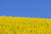  Rapeseed, Brassica napus, blooming rapeseed field, spring, Schleswig-Holstein, Germany 
