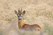 Roe deer, Capreolus capreolus, roebuck with abnormal antlers, summer, Skane, Sweden 