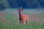  Roe deer, Capreolus capreolus, roebuck in a meadow, August, Mecklenburg-Western Pomerania, Germany 