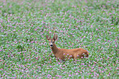  Roe deer, Capreolus vapreolus, roebuck in a clover meadow, August, Skane, Sweden 