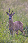  Roe deer, Capreolus vapreolus, roebuck in a meadow, August, Skane, Sweden 