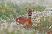 Roe deer, Capreolus vapreolus, young buck in a flower meadow, June, Mecklenburg-Western Pomerania, Germany 