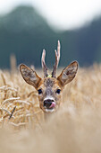  Roe deer, Capreolus capreolus, roebuck in a grain field, Schleswig-Holstein, Germany 