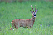 Rehbock (Capreolus capreolus), Rehbock in einer Wiese, Juli, Skane, Schweden