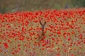  Roe deer, Capreolus vapreolus, doe in a poppy field, June, Mecklenburg-Western Pomerania, Germany 