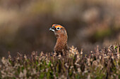  Red Grouse, Lagopus lagopus scotica, male, Cairngorms National Park, Scotland, Great Britain 