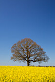  English oak, Quercus robur, solitary oak in a rapeseed field, Schleswig-Holstein, Germany 