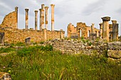 Morocco, Volubilis, historic roman ruins, Capitole, 