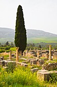 Morocco, Volubilis, historic roman ruins, 