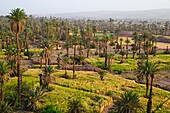 Morocco, Nkob, palm grove, 