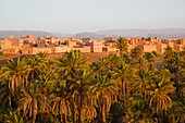Morocco, Nkob, skyline, palm grove, 