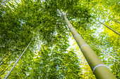 The famous Arashiyama Bamboo Grove in Japan.