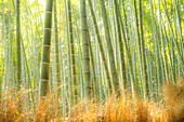 The famous lush green Arashiyama Bamboo Grove in Japan.