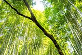 The famous lush green Arashiyama Bamboo Grove in Japan.
