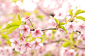 Closeup of sakura cherry blossom flowers in full bloom in Tokyo, Japan.