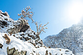 Snow Monkeys (Japanese macaques) searching for food in the snow in Jigokudani Yaen-Koen Snow Monkey Town, Shiga Kogen, Nagano, Japan.