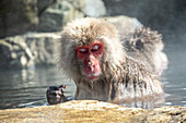 Snow Monkey (Japanese macaque) relaxing in the hot spring, Jigokudani Yaen-Koen Snow Monkey Town, Shiga Kogen, Nagano, Japan.