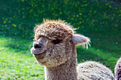  The alpaca (Vicugna pacos), also known as the pako, is a domesticated camel species native to the South American Andes. Here, in a meadow near the Reischlhof farm. 