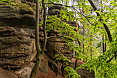  Rock formation and forest in the Bohemian Switzerland National Park near Hřensko, Czech Republic 