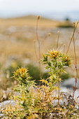 Dornenbusch, Steppe in Kroatien