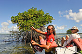 Guide explaining the reproduction of rhizophora during a pedalboat trip around the mangrove swamp, Grand Cul-de-sac Marin,Vieux-Bourg, Morne-a-l'eau, Grande-Terre, Guadeloupe, overseas region of France,Leewards Islands, Lesser Antilles, Caribbean