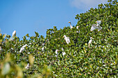Cattle Egret (Ardea ibis) in mangrove swamp, Grand Cul-de-sac Marin,Vieux-Bourg, Morne-a-l'eau, Grande-Terre, Guadeloupe, overseas region of France,Leewards Islands, Lesser Antilles, Caribbean