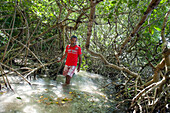 Man exploring mangrove,Grand Cul-de-sac Marin,Vieux-Bourg, Morne-a-l'eau, Grande-Terre, Guadeloupe, overseas region of France,Leewards Islands, Lesser Antilles, Caribbean