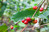Fruits, called 'cherries' or drupes, of Coffea tree, "Habitation La Griveliere", former coffee and cocoa plantation, nowadays an ecomuseum, Vieux-Habitants, Basse-Terre, Guadeloupe, overseas region of France,Leewards Islands, Lesser Antilles, Caribbean