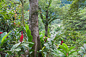 Tropical vegetation of Grande Riviere Valley, Vieux-Habitants, Basse-Terre, Guadeloupe, overseas region of France,Leewards Islands, Lesser Antilles, Caribbean