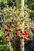 Adonidia merrillii, the Manila palm in the garden of Holiday cottage of "Domaine du Rocher Noir", Mahault Route de la Traversee, Basse-Terre,  Guadeloupe, overseas region of France,Leewards Islands, Lesser Antilles, Caribbean