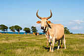 Cows in grazing land at Pointe Allegre, Sainte-Rose, Basse-Terre, Guadeloupe, overseas region of France,Leewards Islands, Lesser Antilles, Caribbean