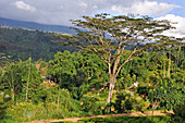 Long tree in tea plantation around the Castlereagh Lake near Hatton, Sri Lanka, Indian subcontinent, South Asia