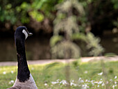 Kanadagans (Branta canadensis) am Fluss Wey, Guildford, bei London, Surrey, Großbritannien