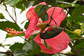 Nektarvogel (Nectariniidae), hängt an Hibiskusblüte, Eibisch (Hibiscus), Yaounde, Kamerun, Afrika