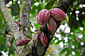 Cocoa pods on the tree,Sao Tome Island, Republic of Sao Tome and Principe,Africa