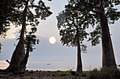 Afrikanischer Affenbrotbaum oder Baobab (Adansonia digitata) im Mondlicht, Nordküste der Insel Sao Tome, Republik São Tomé und Príncipe, Afrika